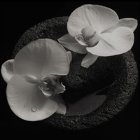 Mike Patton / Vannier, Jean-Claude - Corpse Flower - CD